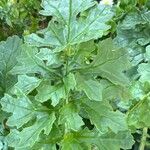 Senecio doria Leaf