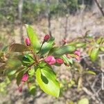 Malus × floribundaFleur