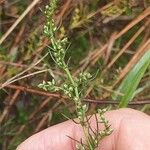 Artemisia marschalliana Flor