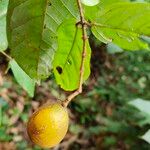 Strychnos phaeotricha Frucht