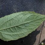 Lipotriche scandens Leaf