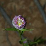 Polygala sanguinea Flower