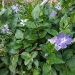 Vinca majorBloem