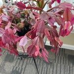 Schlumbergera bridgesii Fulla
