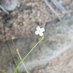 Oldenlandia lancifolia Blüte