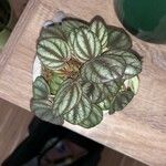 Peperomia albovittata Hostoa