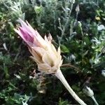 Xeranthemum inapertum Цветок