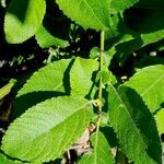 Salix laggeri Feuille