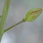 Lepidium graminifolium Žievė