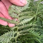 Dryopteris marginalis ഇല