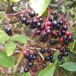 Sambucus nigra Fruit