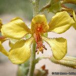 Hoffmannseggia glauca Flower
