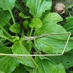 Plantago rugelii Folha