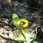 Ophrys lutea Blomst
