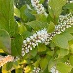 Clethra alnifolia Fuelha