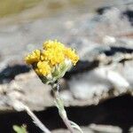 Artemisia glacialis Cvet