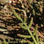 Salicornia appressa