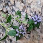Physoplexis comosa 花