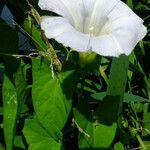 Calystegia silvatica 葉