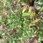 Symphyotrichum novi-belgii Folha