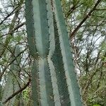 Cereus forbesii Bark
