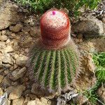 Melocactus intortus موطن