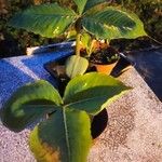 Arisaema ringens List