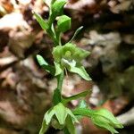 Epipactis exilis Flower