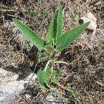 Phlomis purpurea Листок