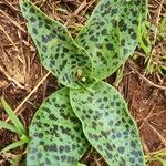 Ledebouria revoluta Лист