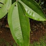 Miconia elata 葉