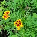 Tagetes tenuifolia Листок