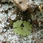 Anogramma leptophylla Leaf