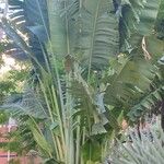 Ravenala madagascariensis Folha