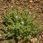 Ononis diffusa Habit