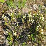 Cassiope tetragona Yeri