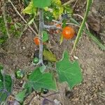 Solanum violaceum ഫലം