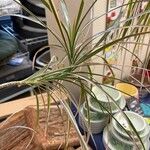 Dracaena reflexa Yaprak