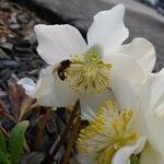 Helleborus niger 花