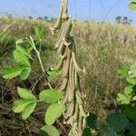 Crotalaria pallida Плод