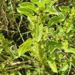 Acalypha crenata Lapas