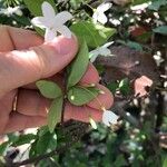 Wrightia religiosa Blomma