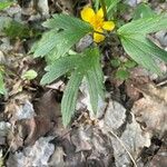 Ranunculus hispidus Leaf