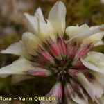 Trifolium occidentale Blomma