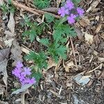 Verbena bipinnatifida Хабит