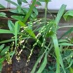 Panicum miliaceum Blatt