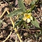 Rhynchosida physocalyx 花