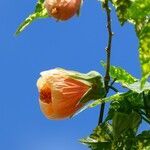 Abutilon striatum Blomma