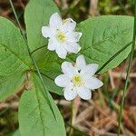 Lysimachia europaea Õis