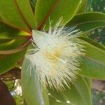 Foetidia mauritiana Цвят